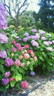 200906191129000.jpg