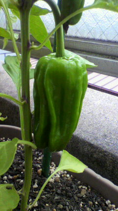 2011060911250000.jpg